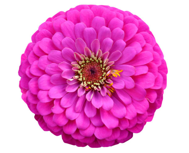 istock Isolated Zinnia Flower 1371549495