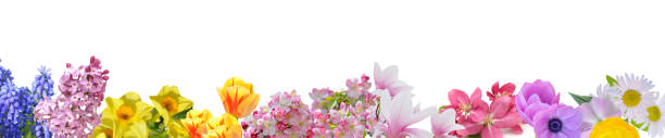 istock flowers border seamless collection 1371549500