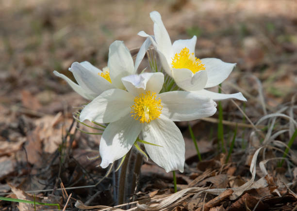 istock White snowdrop flowers in spring. American Pasqueflower 1371549531