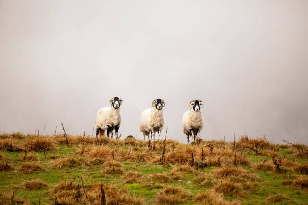 Three Swaledale sheep standing in a field Three Swaledale sheep standing on a grassy ridge in a field in the Yorkshire Dales National Park. The sheep are looking at the viewer. grazing photos stock pictures, royalty-free photos & images