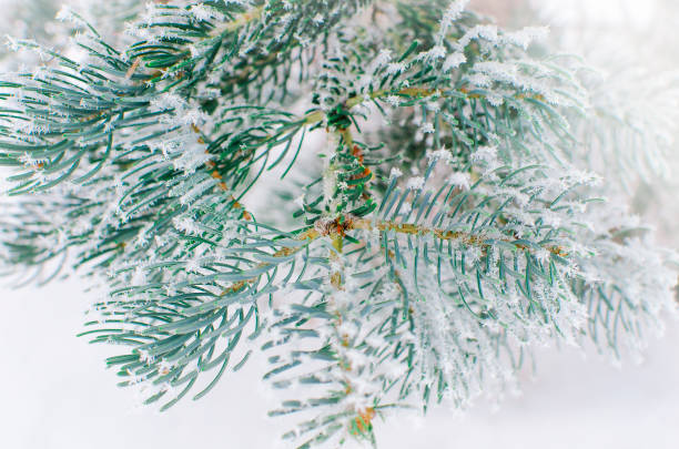 istock Snow-covered branches of blue spruce in the winter forest. 1371550659