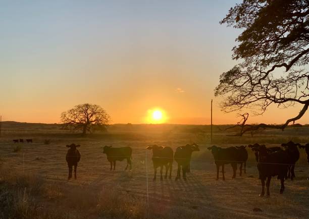 istock Sunset in the farm 1371550966