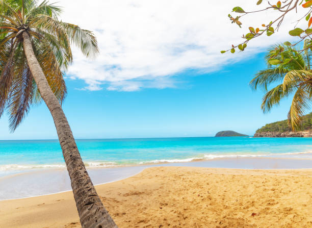istock Palm trees in La Perle beach under a cloudy sky. 1371551140