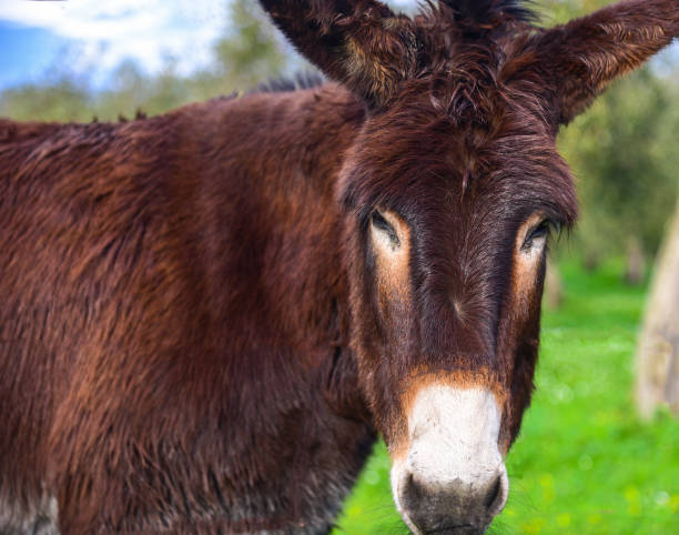 緑の畑の茶色のロバ - mule animal profile animal head ストックフォトと画像