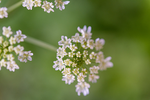 Close up Queen Anne's Lace Flower