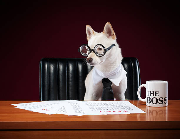 istock Smart Business Dog Doing Taxes 137155397