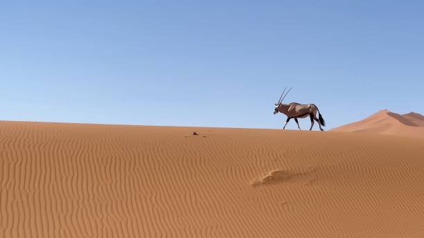 antílope oryx en el desierto salvaje. safari en áfrica, vida silvestre de la sabana africana - gemsbok antelope mammal nature fotografías e imágenes de stock