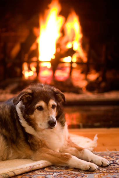 istock Dog resting by the fire 1371557904