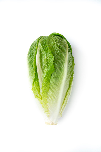 Romaine Lettuce or cos lettuce closeup, Lactuca sativa isolated on white background, Mediterranean food