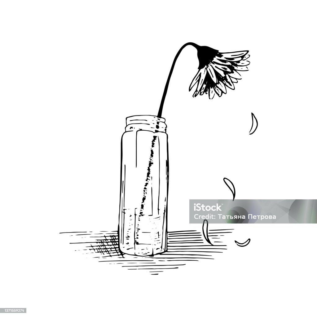 Wilted flower sketch. Plant stands in a glass vase, the petals crumble. Hand drawn outline, vector illustration. Isolated on white. Wilted flower sketch. Plant stands in a glass vase, the petals crumble. Hand drawn outline, vector illustration. Isolated on white Wilted Plant stock vector