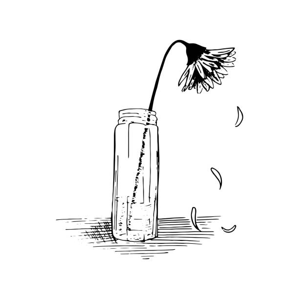 Wilted flower sketch. Plant stands in a glass vase, the petals crumble. Hand drawn outline, vector illustration. Isolated on white. Wilted flower sketch. Plant stands in a glass vase, the petals crumble. Hand drawn outline, vector illustration. Isolated on white wilted plant stock illustrations