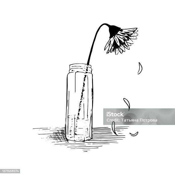Wilted Flower Sketch Plant Stands In A Glass Vase The Petals Crumble Hand Drawn Outline Vector Illustration Isolated On White Stock Illustration - Download Image Now