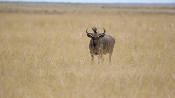 büffelbulle in freier wildbahn. safari in afrika, afrikanische savanne tierwelt - african buffalo arid climate savannah plain stock-fotos und bilder