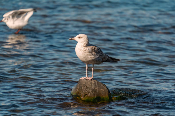 istock Male Yellow-legged Gull 1371561076