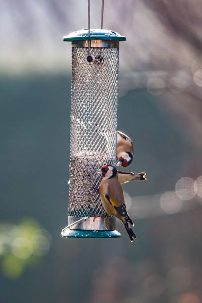istock Goldfinches perched on a bird feeder 1371561152
