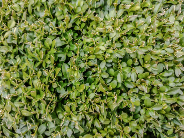 Buxus sempervirens plant - close up view