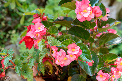 The Begonia coccinea plant has red leaves and various other colors with a rough leaf texture