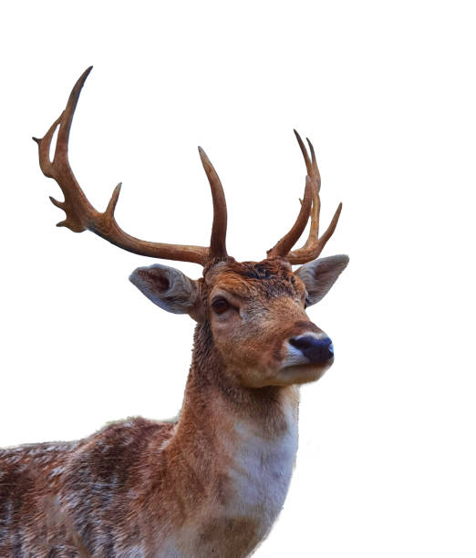 istock deer deers  horns face eyes close up 1371564255
