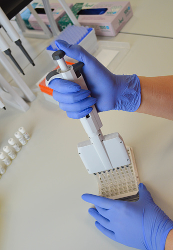 a doctor in blue, disposable, nitrile gloves performs a laboratory analysis by an immunoassay method. mechanical laboratory diagnostic pipette.