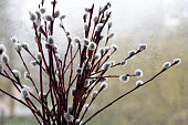 willow twigs on the window in a vase in honor of Easter