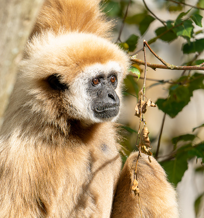 Lar gibbon relaxing on the tree