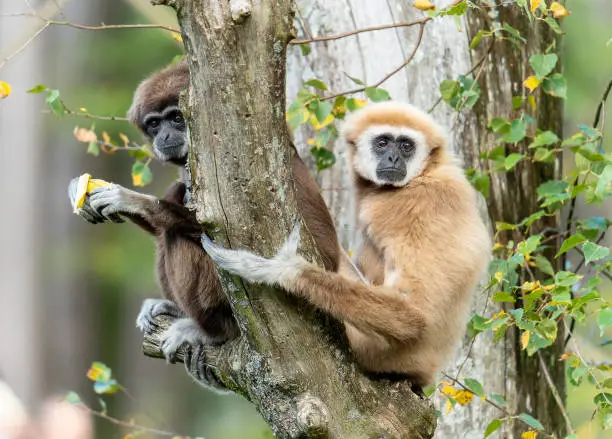 Two lar gibbons relaxing on the tree