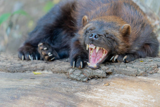 wolverine se acuesta y se relaja, bostezando - wolverine endangered species wildlife animal fotografías e imágenes de stock