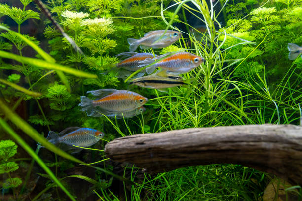 istock Tropical fish swimming in the aquarium 1371570967