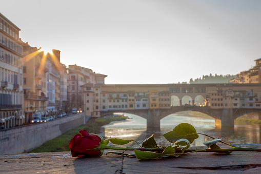 Close up shot of red rose against the famous view of Ponte Vecchio bridge, Arno river and Palazzo Vecchio in the background at a sunrise time in Florence, Tuscany, Italia.\nLove in Italy Concept.