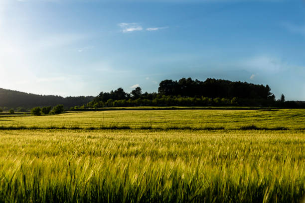 istock Green wheat field at sunset. 1371574271