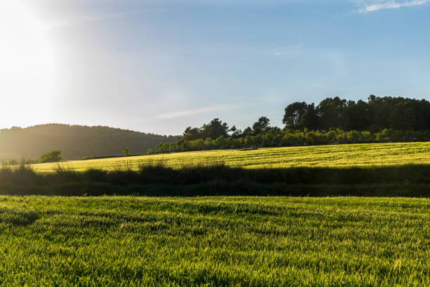 Green wheat field at sunset with blue sky.