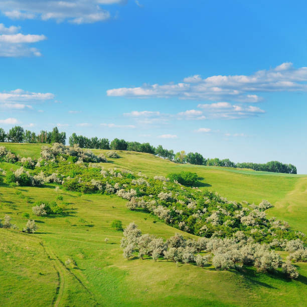 istock meadow with distant hills, trees and cloudy sky 1371575884