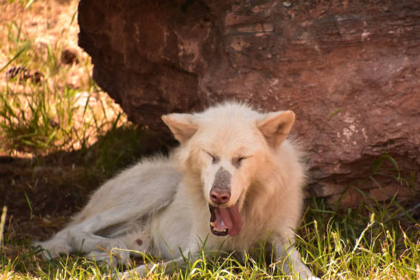 White timber wolf yawning while resting by a rock in the wild.