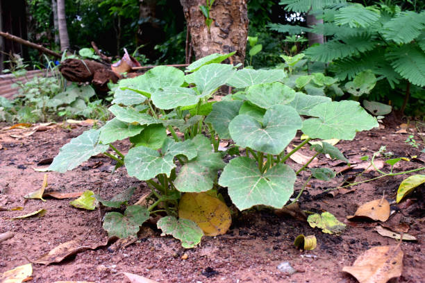 seeding  young pumpkin plants in garden. growing natural plants in rainy season in thailand. - planting growth plant gourd imagens e fotografias de stock