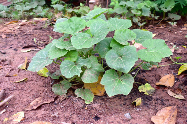 beautiful green leaves growing on the ground of young pumpkin plants in garden, new life in rainy season in thailand. seeding young plants in garden. - planting growth plant gourd imagens e fotografias de stock