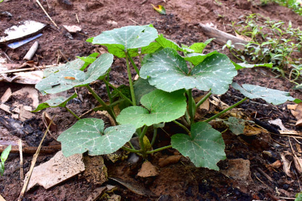 seeding young pumpkin plants in garden, green leaves on soil nature background. new life in rainy season in thailand. - planting growth plant gourd imagens e fotografias de stock