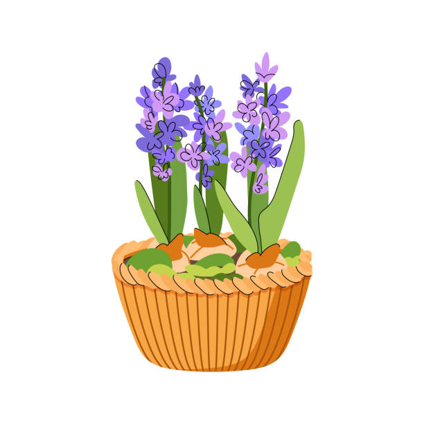 ilustraciones, imágenes clip art, dibujos animados e iconos de stock de flores de jacinto en una cesta de mimbre aislada sobre fondo blanco. ilustración vectorial plana - wicker basket store gift shop