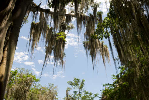 Magical scenery created by Spanish moss filled trees in San Gil, Colombia