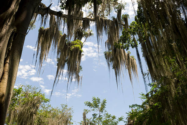 Spanish moss hangs from trees in San Gil, Colombia Magical scenery created by Spanish moss filled trees in San Gil, Colombia hanging moss stock pictures, royalty-free photos & images