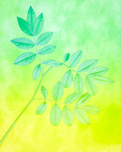 istock Leaves on Pastel Watercolor Background with Copy Space 1371585422