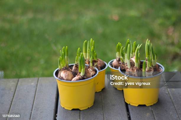 Narcissus Bulbs In Yellow Skin Stock Photo - Download Image Now - Pheasant's Eye Daffodil, Botany, Close-up