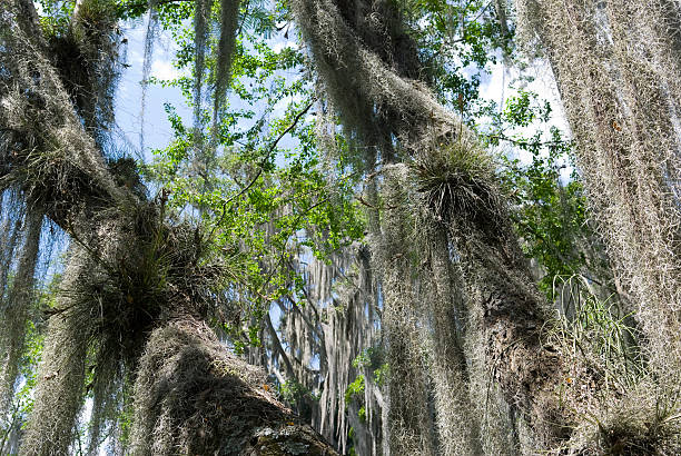 istock Spanish moss hangs from trees in San Gil, Colombia 137158636