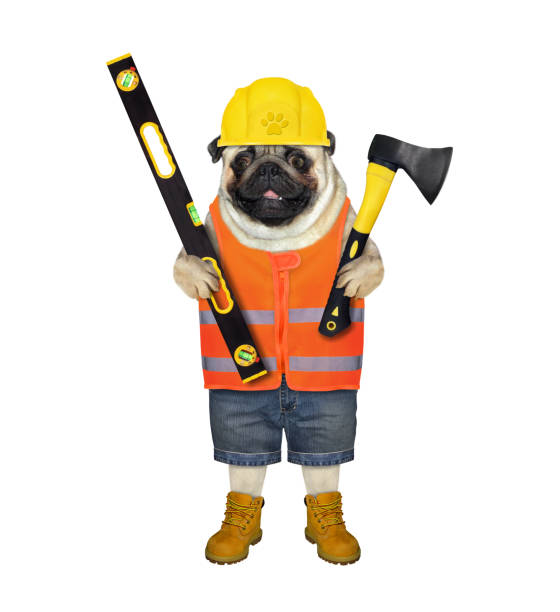 istock Dog pug with axe and building level 1371586692