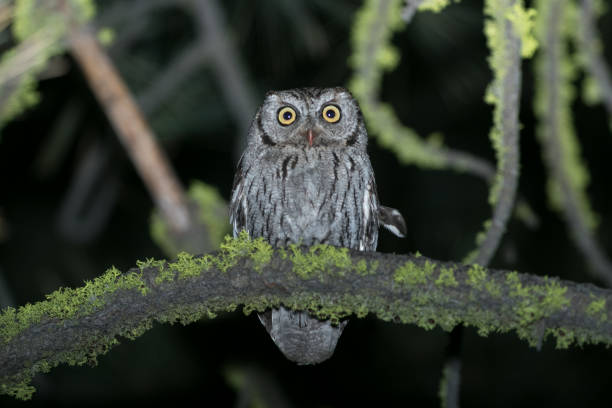 western screech owl california - night perching owl imagens e fotografias de stock