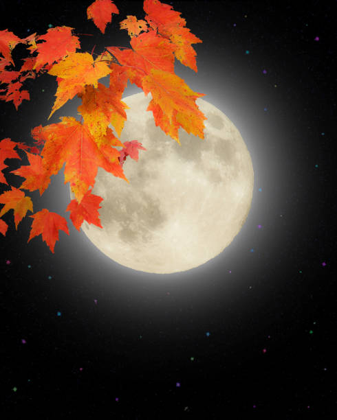 istock Leaves over Full Moon - Night Sky 1371588148