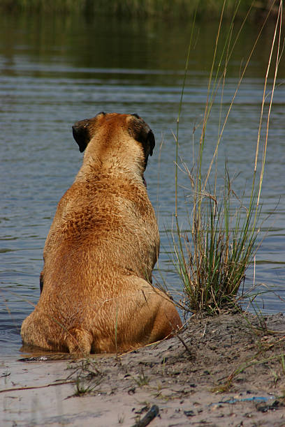 Relaxing in the Pond stock photo