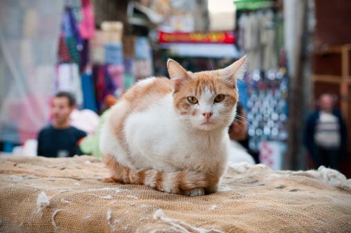 A cat sits atop a bale of cotton near Bab Zuweila, in Islamic Cairo, Egypt