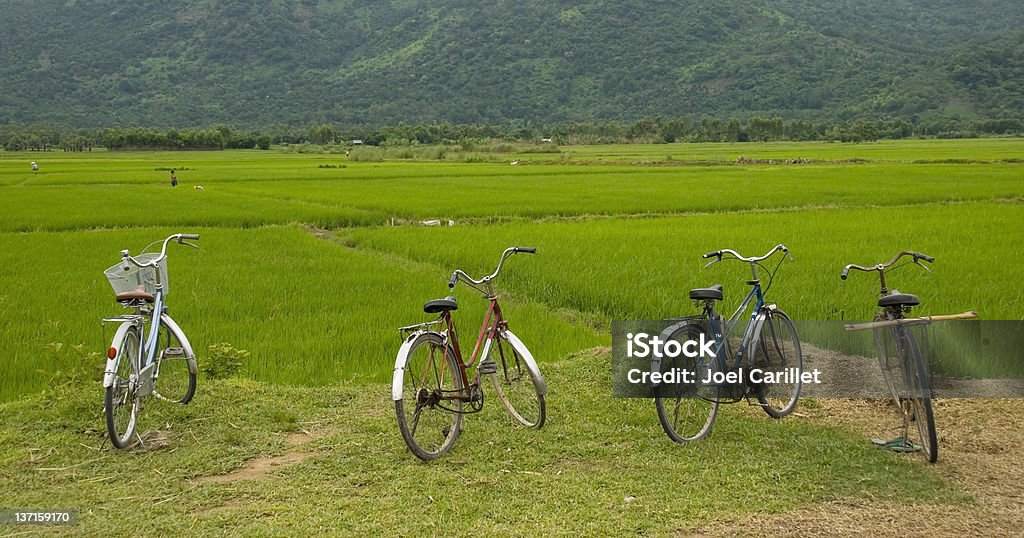 Four bicycles parked at rice field in Vietnam Four bicycles parked at the edge of a rice field in Vietnam. Focus is on center two bikes. Agricultural Field Stock Photo