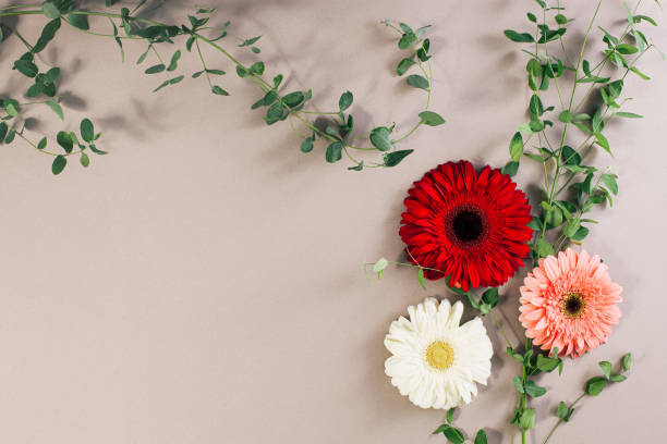 istock Gerber daisies flower composition on flat lay light pastel background with green leaves and stalks. Soft and simple design with plenty of copy space. 1371592138