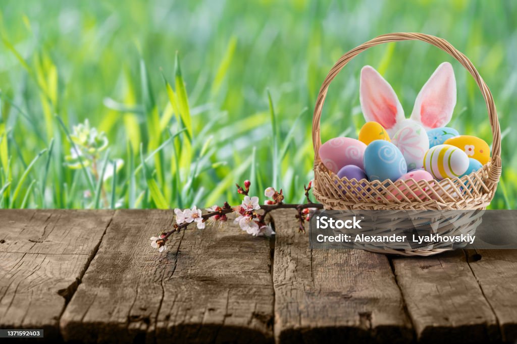 Easter eggs in basket and Easter bunny ears behind a basket on empty wooden table. Easter eggs in basket and Easter bunny ears behind a basket on empty rustic wooden table with defocused green grass at background. Easter egg hunt concept. Spring backdrop with bokeh for product display on top of the table. Easter Stock Photo